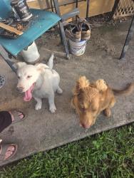 Found/Stray Male Dog last seen Cloister and Sahara, Newport, TX 77532