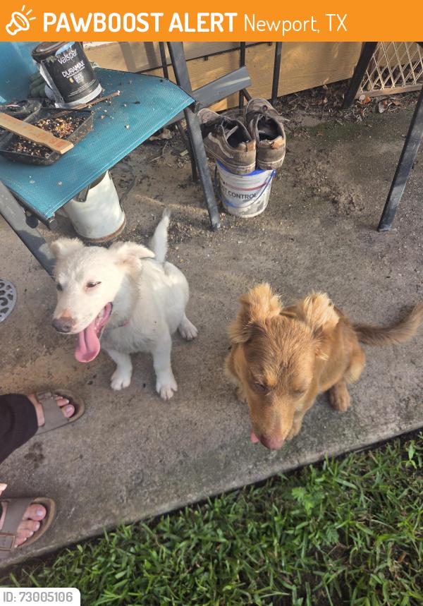 Found/Stray Male Dog last seen Cloister and Sahara, Newport, TX 77532