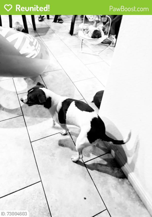 Reunited Unknown Dog last seen Maryland and St. Rose, Henderson, NV 89052