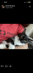 Lost Female Cat last seen Palo verde dr litchfield dr , Litchfield Park, AZ 85340