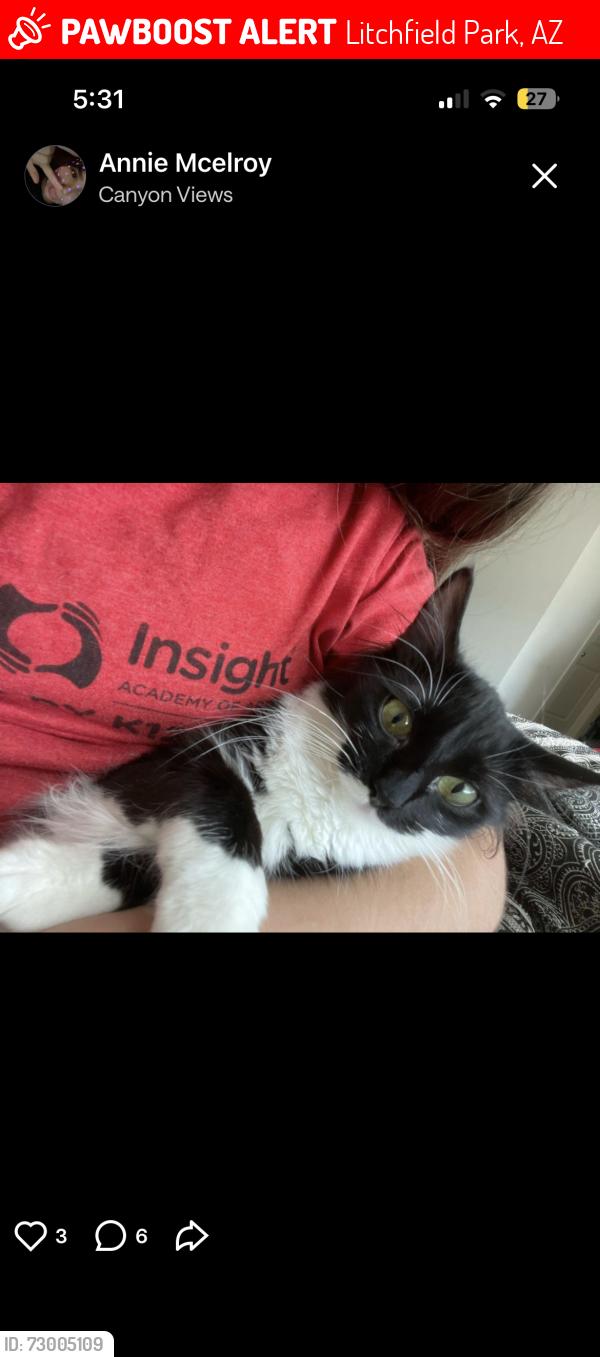 Lost Female Cat last seen Palo verde dr litchfield dr , Litchfield Park, AZ 85340