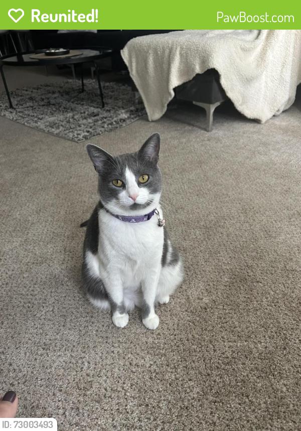 Reunited Female Cat last seen Near barker cypress, Houston, TX 77084