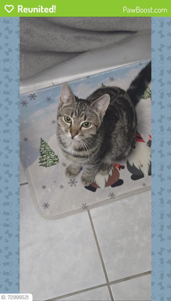 Reunited Female Cat last seen Near oxford Street willow grove new brunswick, Willow Grove, NB E2S 1J2
