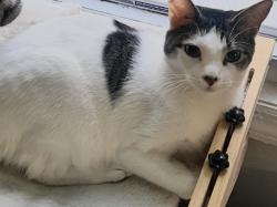 Reunited Female Cat last seen 148th street and Sutter Ave, Queens, NY 11436