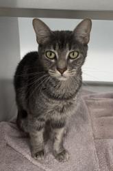 Shelter Stray Female Cat last seen Near Cushman Cir APT D10, Atlanta, GA, 1251 Fulton Industrial Blvd NW, Atlanta, GA 30336, USA