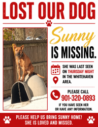 Lost Female Dog last seen McCorkle Road, Memphis, TN 38116