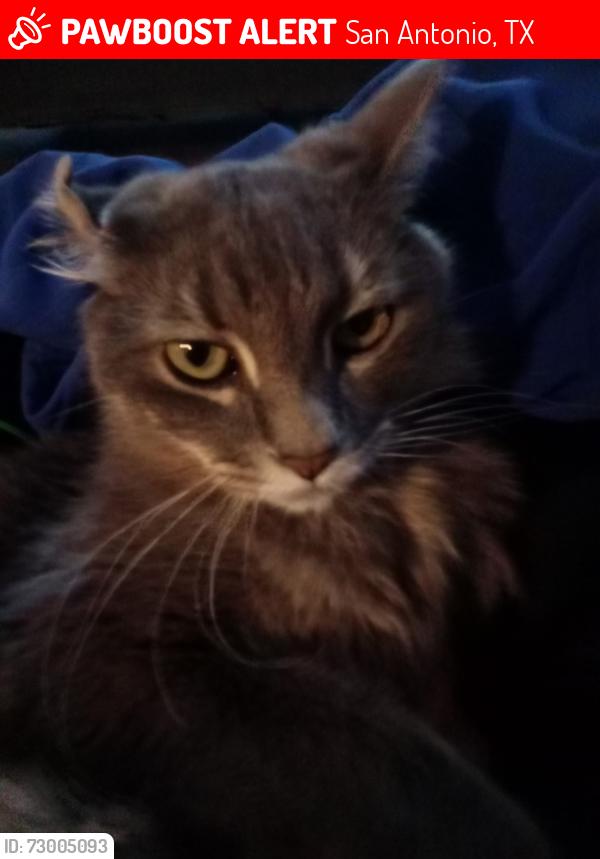 Lost Male Cat last seen Doral Club apmts, San Antonio, TX 78251