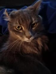 Lost Male Cat last seen Doral Club apmts, San Antonio, TX 78251