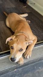 Reunited Male Dog last seen W 5th ave and s Myrtle school rd, Gastonia, NC 28052