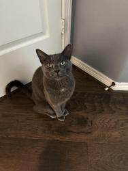 Reunited Male Cat last seen Fairfield Community , Houston, TX 77433