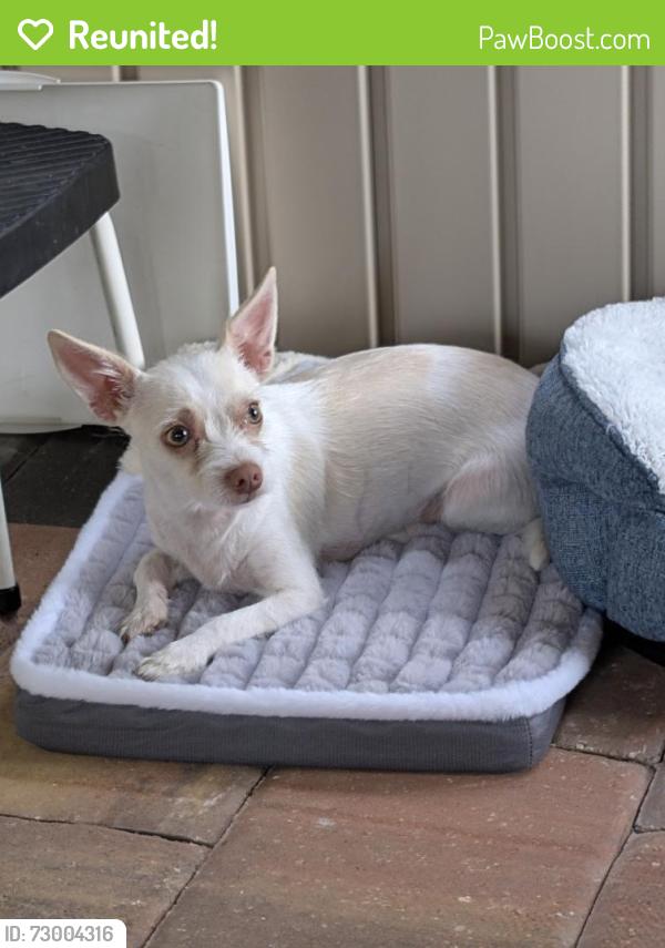 Reunited Male Dog last seen Melrose ave and beach st ormond Beach fl, Ormond Beach, FL 32174