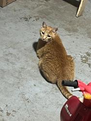 Found/Stray Unknown Cat last seen Dogwood , Torrington, CT 06790