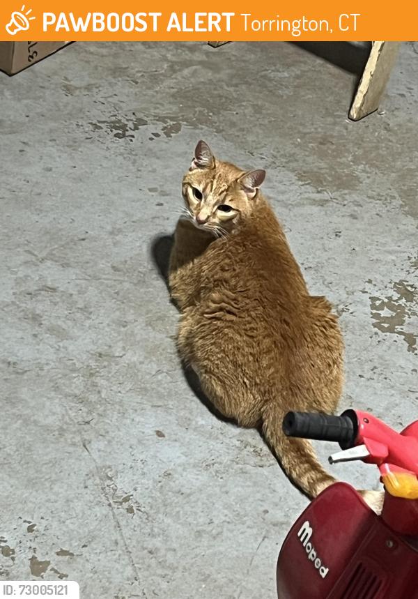 Found/Stray Unknown Cat last seen Dogwood , Torrington, CT 06790