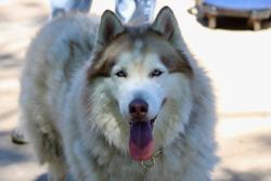 Shelter Stray Male Dog last seen Deppe Place, STATEN ISLAND, NY, 10314, 3139 Veterans Rd W, Staten Island, NY 10309, USA