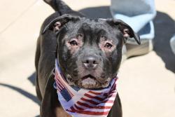 Shelter Stray Male Dog last seen Willowbrook Road, STATEN ISLAND, NY, 10302, 3139 Veterans Rd W, Staten Island, NY 10309, USA