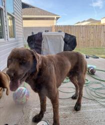 Found/Stray Male Dog last seen Brayfield manor, Wellford, SC 29385