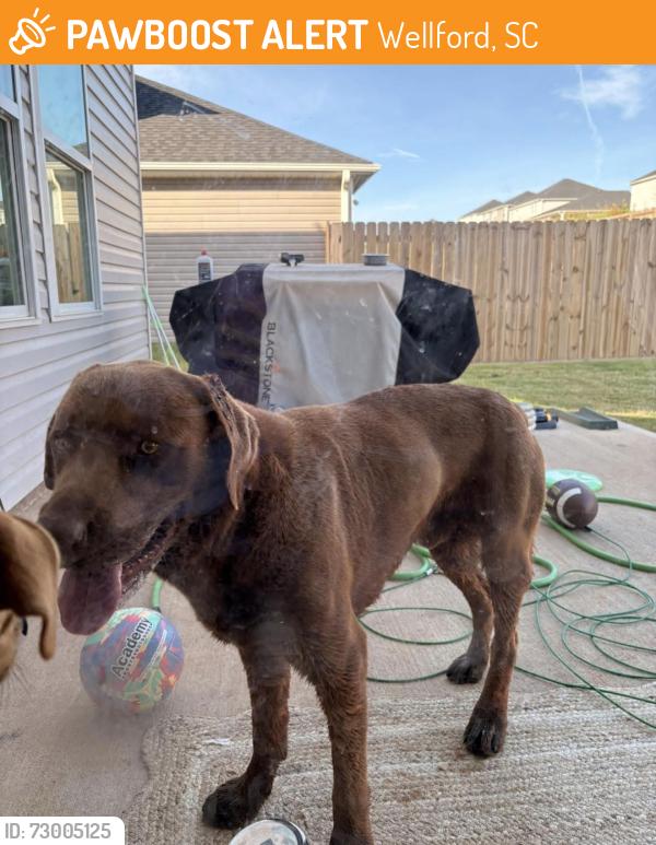Found/Stray Male Dog last seen Brayfield manor, Wellford, SC 29385