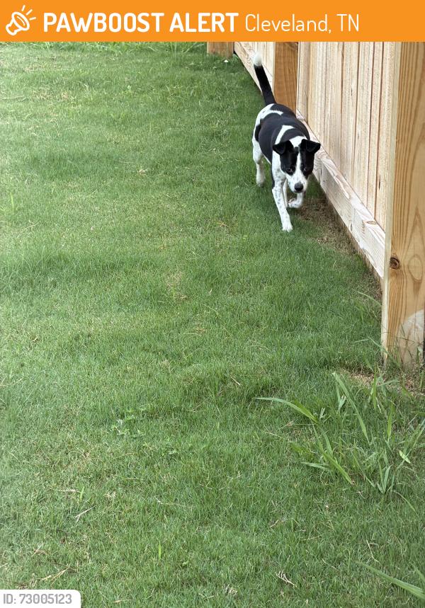 Found/Stray Female Dog last seen Past the fire department , Cleveland, TN 37312