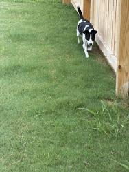 Found/Stray Female Dog last seen Past the fire department , Cleveland, TN 37312