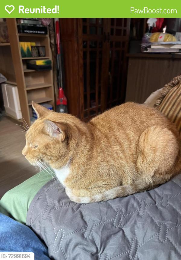 Reunited Male Cat last seen South Lake Ave, nashville, Nashville, TN 37211
