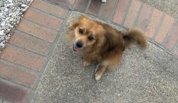 Lost Male Dog last seen Moreno beach Moreno Valley , Moreno Valley, CA 92555