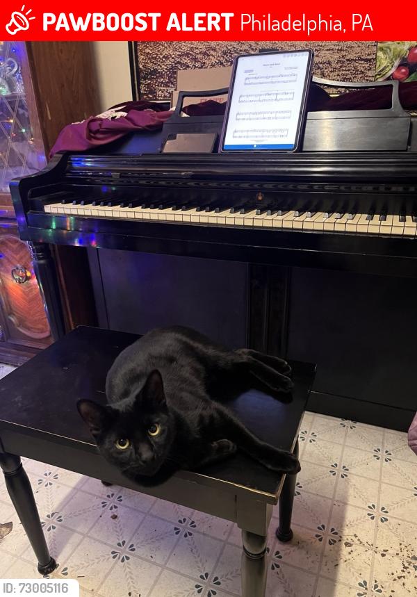 Lost Male Cat last seen Carroll Park, Philadelphia, PA 19131
