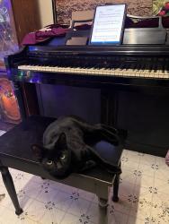 Lost Male Cat last seen Carroll Park, Philadelphia, PA 19131