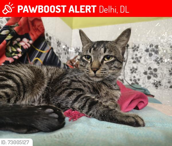 Lost Male Cat last seen Shakupur jj colony block - I, Delhi, DL 