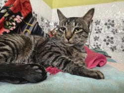 Lost Male Cat last seen Shakupur jj colony block - I, Delhi, DL 