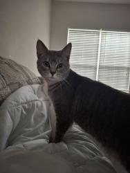 Reunited Male Cat last seen Patriots point neighborhood in colony park s, Locust Grove, GA 30248