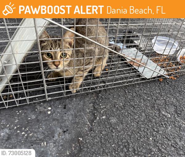 Found/Stray Unknown Cat last seen Fort Lauderdale Airport Greenway 10th Street, Dania Beach, FL 33004