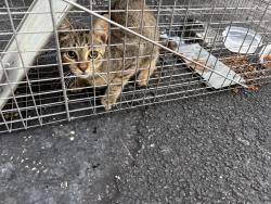 Found/Stray Unknown Cat last seen Fort Lauderdale Airport Greenway 10th Street, Dania Beach, FL 33004