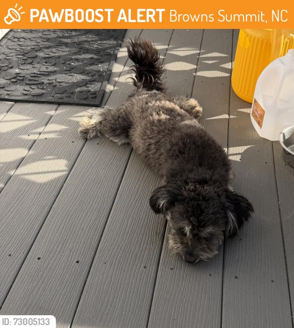 Found/Stray Male Dog last seen Greensboro Mulch @ 29, Browns Summit, NC 27214