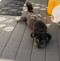 Found/Stray Male Dog last seen Greensboro Mulch @ 29, Browns Summit, NC 27214