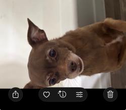 Reunited Female Dog last seen 16th st and baseline rd, Phoenix, AZ 85042