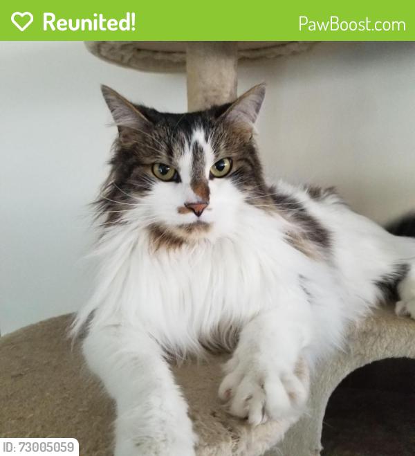 Reunited Male Cat last seen Rt 44, Torrington, CT 06790