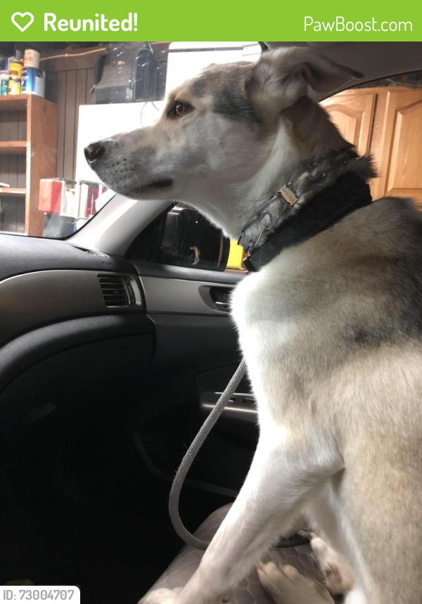 Reunited Male Dog last seen Carterville Road, Orem, UT 84097