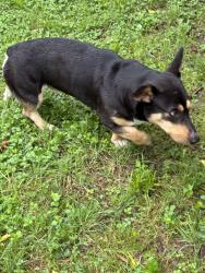 Found/Stray Unknown Dog last seen Found at Braun’s on 33rd, Tulsa, OK 74107