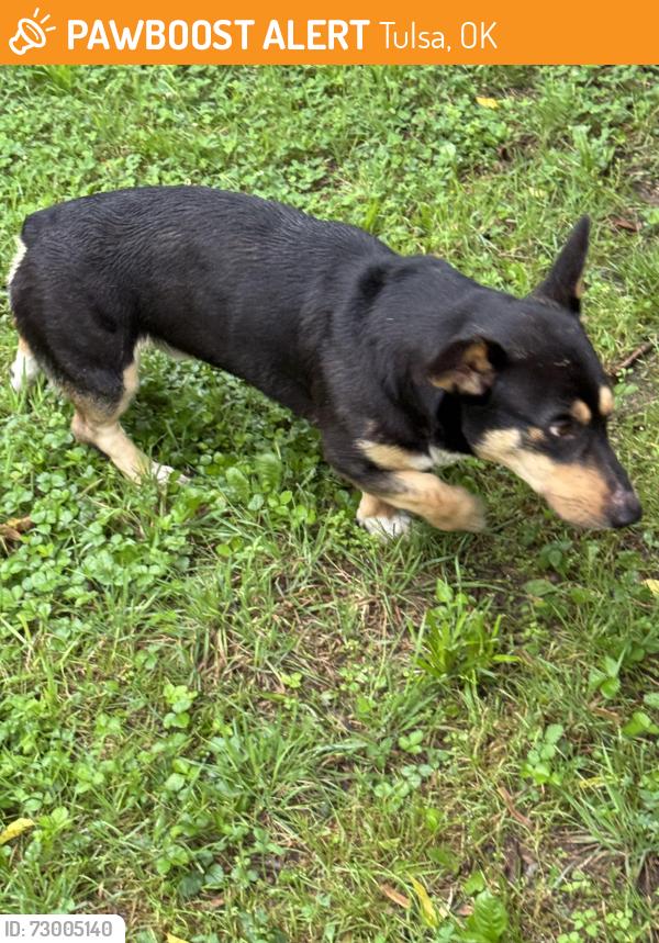 Found/Stray Unknown Dog last seen Found at Braun’s on 33rd, Tulsa, OK 74107