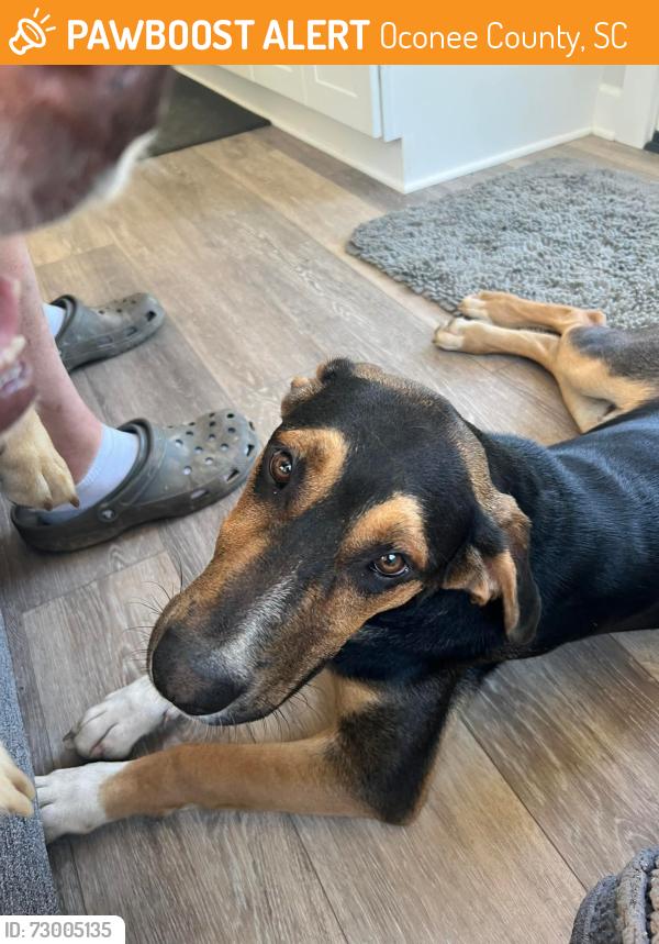 Found/Stray Male Dog last seen Spivey Rd, Oconee County, SC 29693