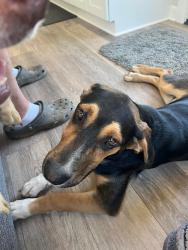 Found/Stray Male Dog last seen Spivey Rd, Oconee County, SC 29693