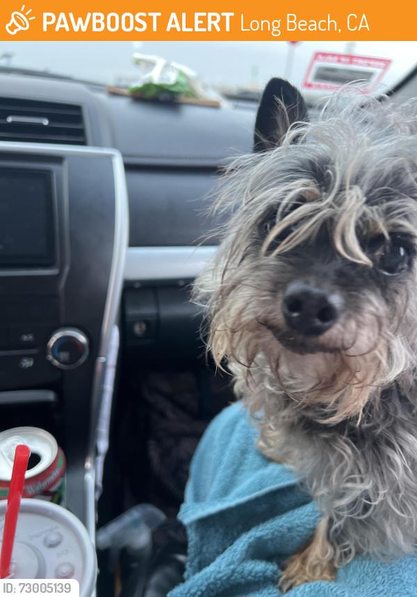 Found/Stray Female Dog last seen 7/11 in Belmont Shore , Long Beach, CA 90803
