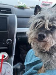 Found/Stray Female Dog last seen 7/11 in Belmont Shore , Long Beach, CA 90803