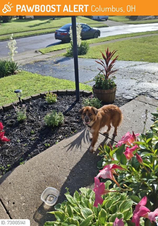Found/Stray Unknown Dog last seen Tuxworh and Dunloe, Columbus, OH 43232