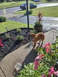 Found/Stray Unknown Dog last seen Tuxworh and Dunloe, Columbus, OH 43232