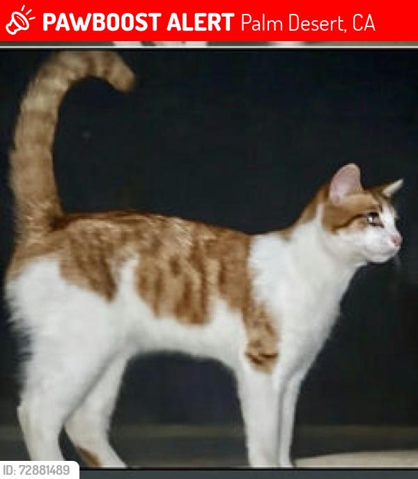 Lost Male Cat last seen Kansas & Wisconsin ave, Palm Desert, CA 92211