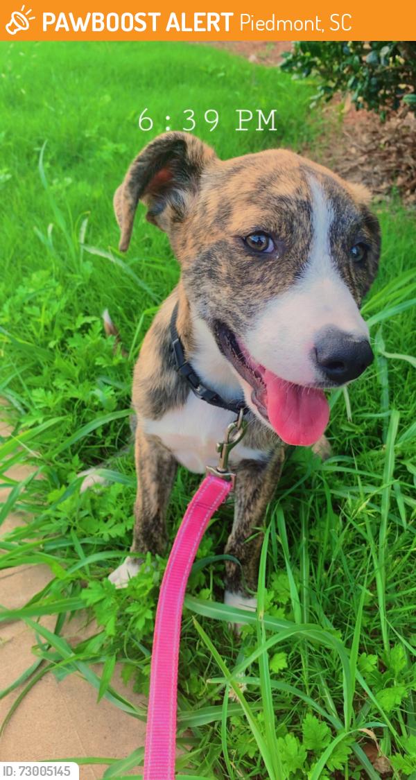 Found/Stray Female Dog last seen Charles Dr, Piedmont, SC 29673