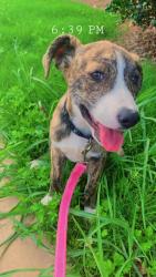 Found/Stray Female Dog last seen Charles Dr, Piedmont, SC 29673