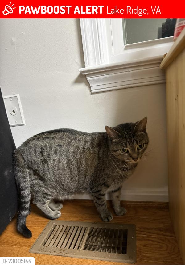 Lost Female Cat last seen kingswood ct, woodbridge va 22192, Lake Ridge, VA 22192