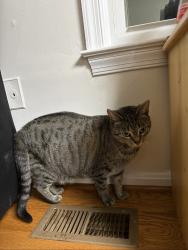 Lost Female Cat last seen kingswood ct, woodbridge va 22192, Lake Ridge, VA 22192